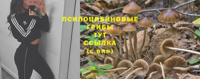 Галлюциногенные грибы GOLDEN TEACHER  Краснокаменск 